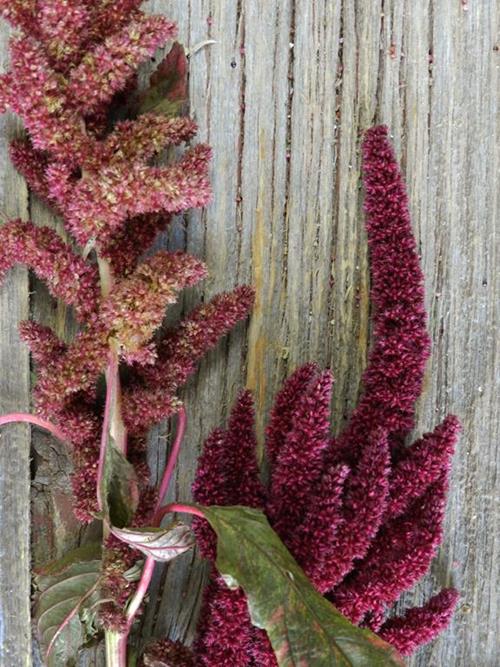 UPRIGHT RED AMARANTHUS